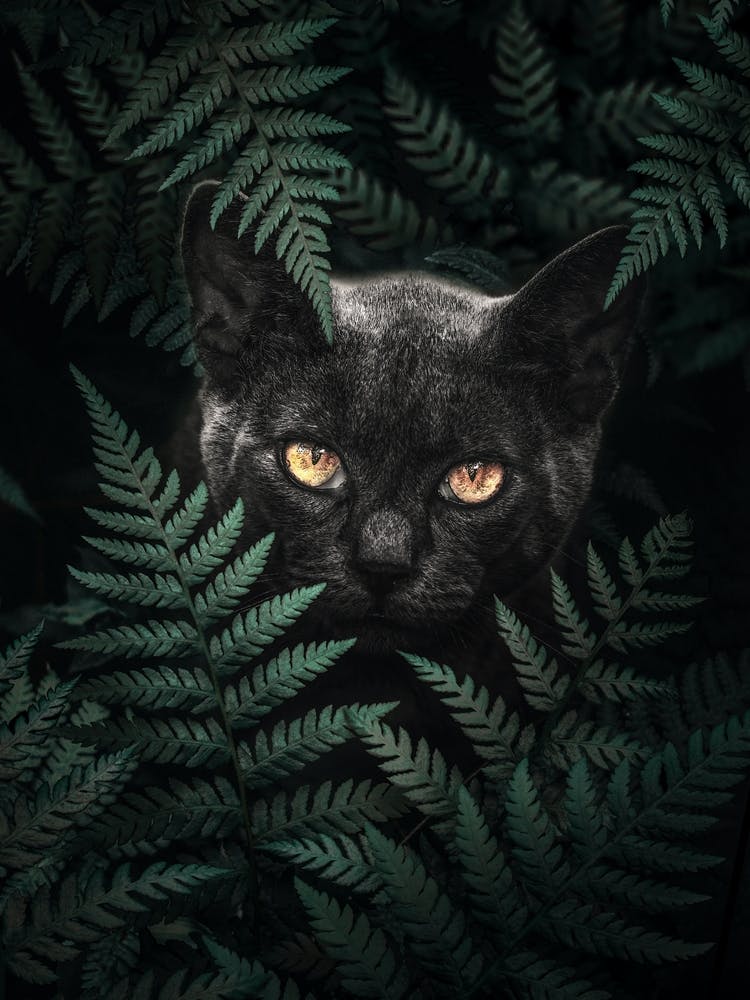 Black Cat In Ferns