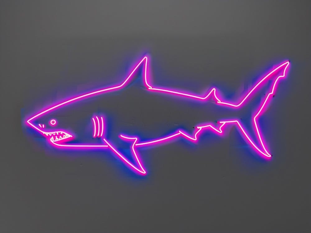 Neon Magenta Angel Shark 2