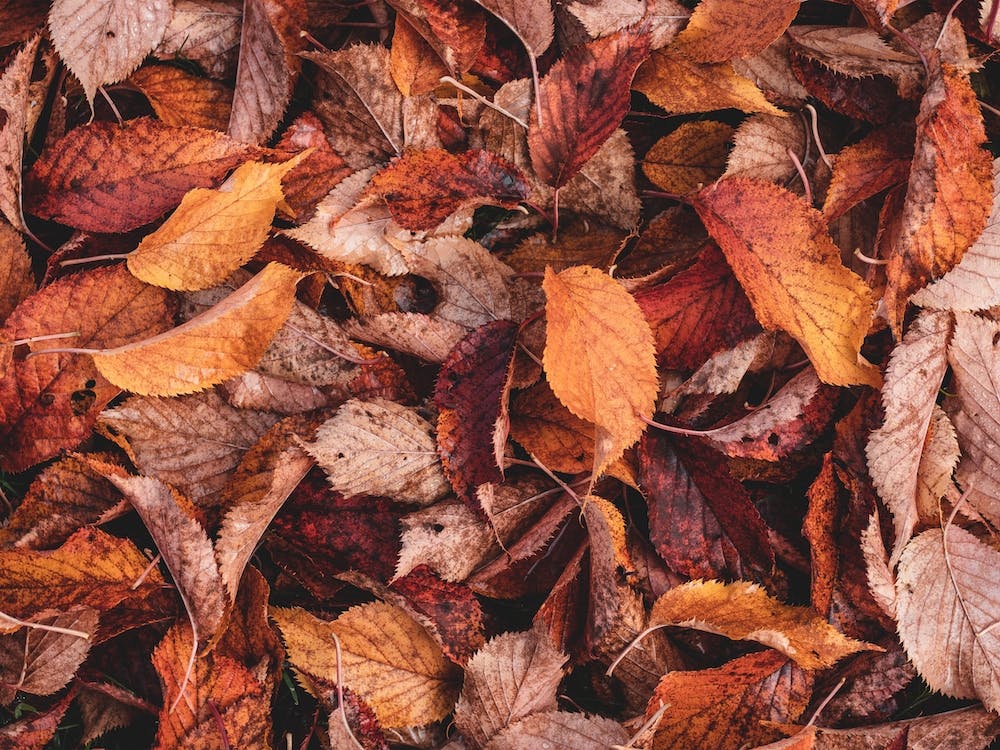 Rote und orangefarbene Blätter