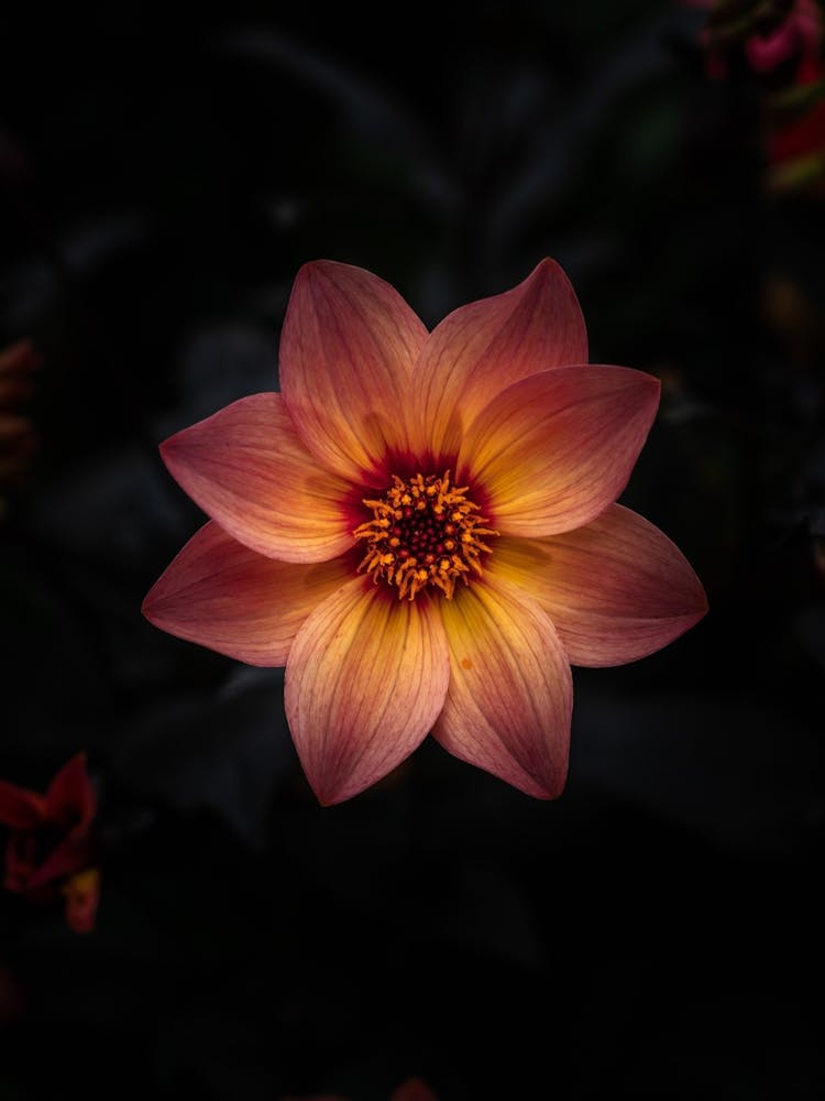 Orange Flower