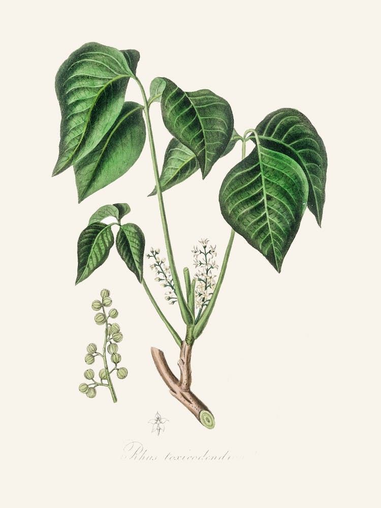 Vintage Botanical John Stephenson and James Morss Churchill_2731686