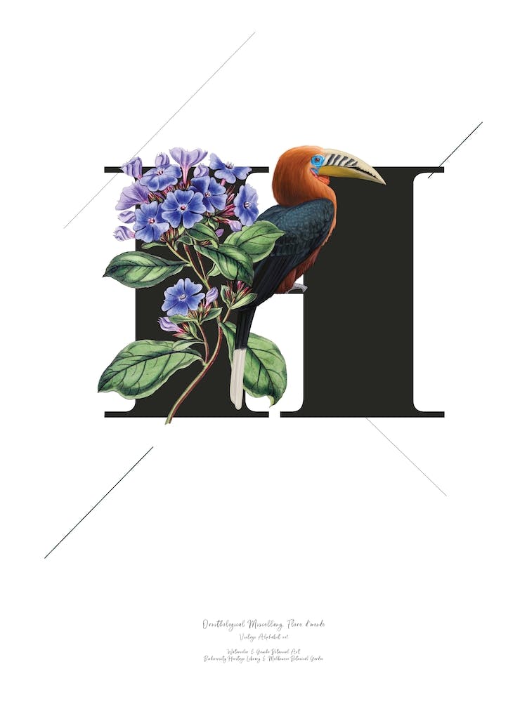 Botanical Alphabet H