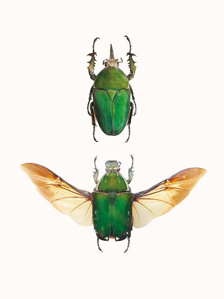 Insects II