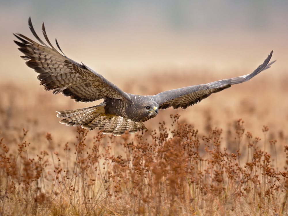 Common Buzzard