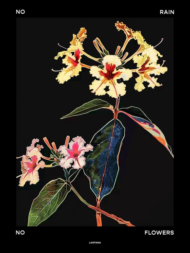 No Rain No Flowers Poster Lantana 2