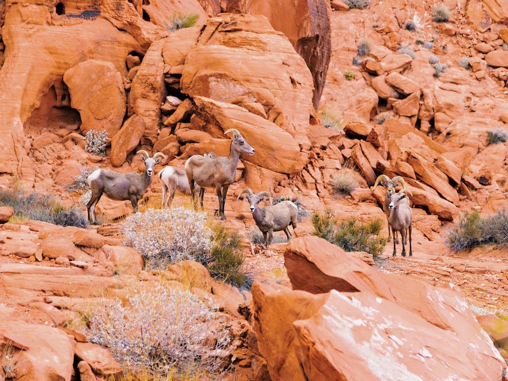 Desert Bighorn Sheep