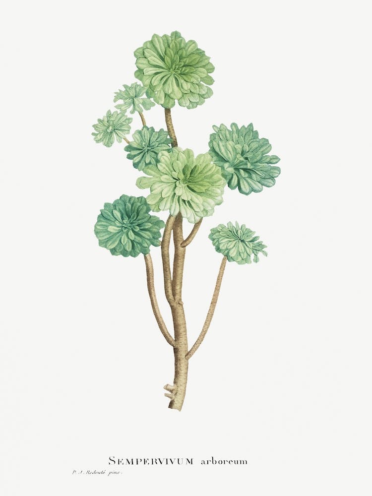Sempervivum Arboreum, Pierre Joseph Redouté