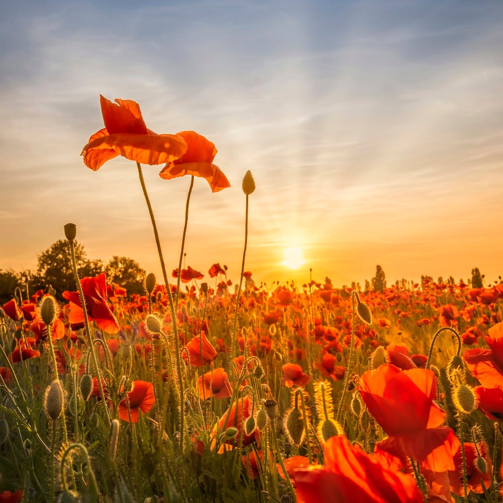 Poppies In Sunset