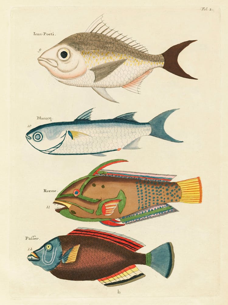 Illustrations Colorées Et Surréalistes De Poissons Trouvés Aux Moluques (Indonésie) Et Aux Indes Orientales, Louis Renard (43)