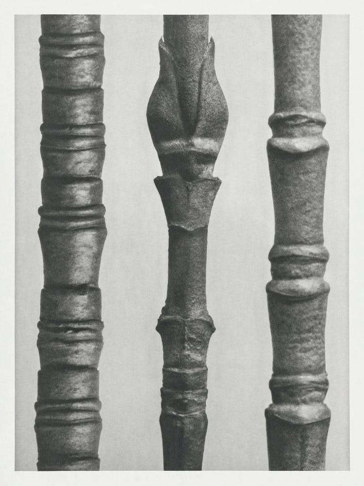 Small Parts Of A Branch Of The Dogwood Cornus Nuttallii (1928), Karl Blossfeldt