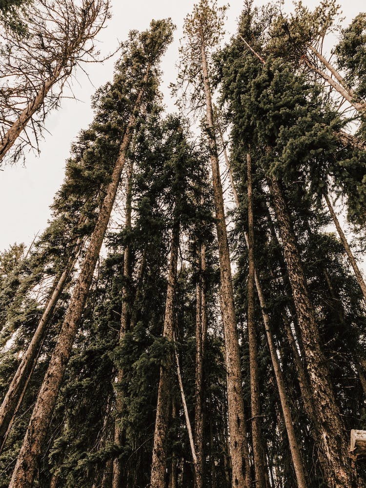 Thick Woodland Forest