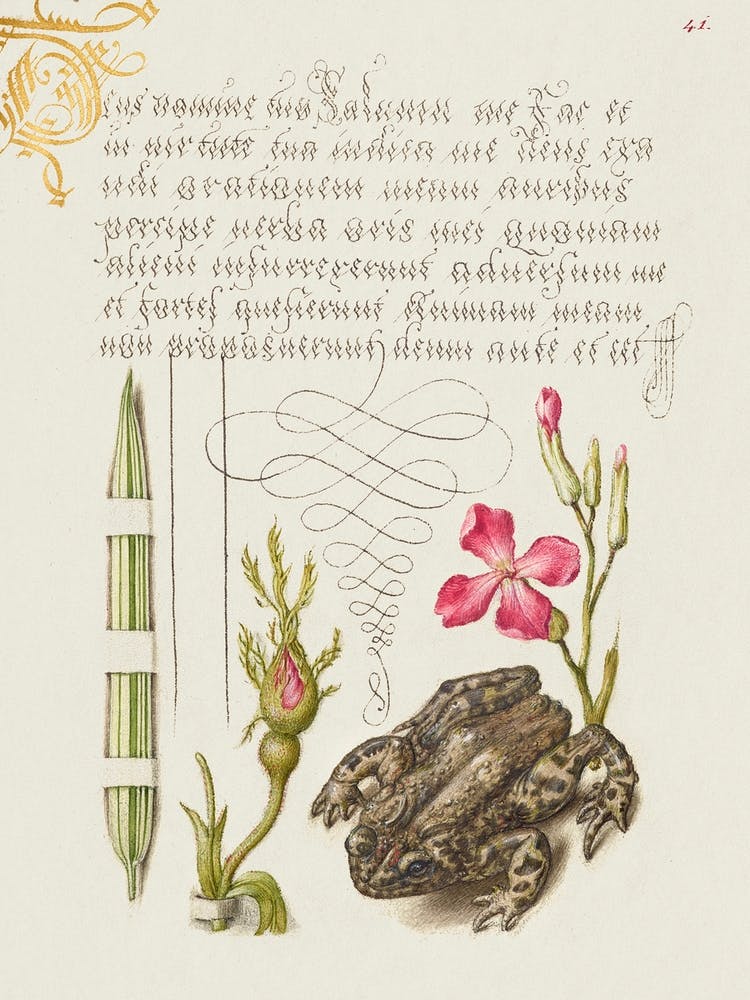 Reed Grass, French Rose, Toad, And Gilly Flower From Mira Calligraphiae Monumenta, Joris Hoefnagel