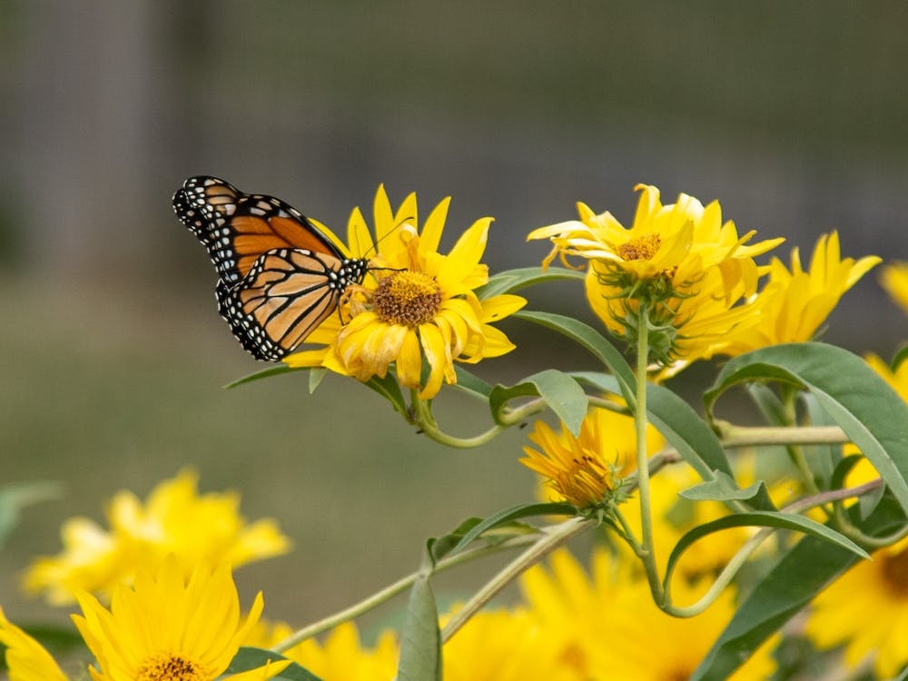 Monarch Butterfly On Sunflower