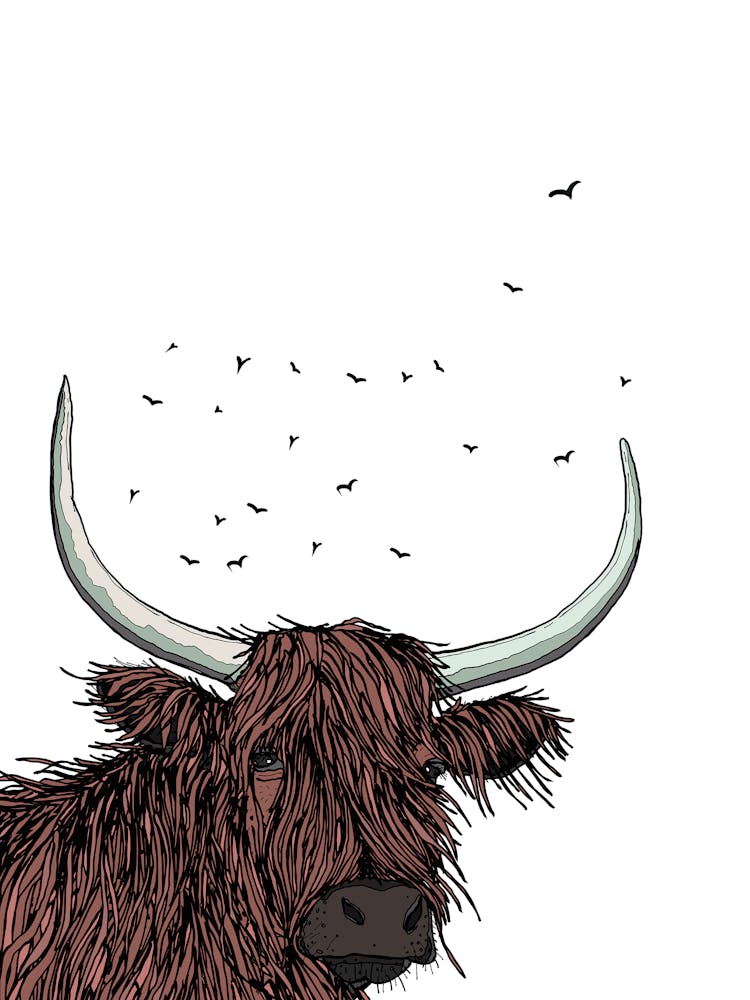 Scottish Highland Cow