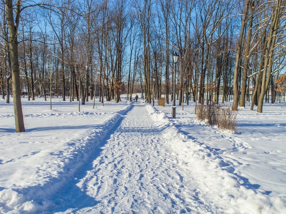 Winter Path In The Park