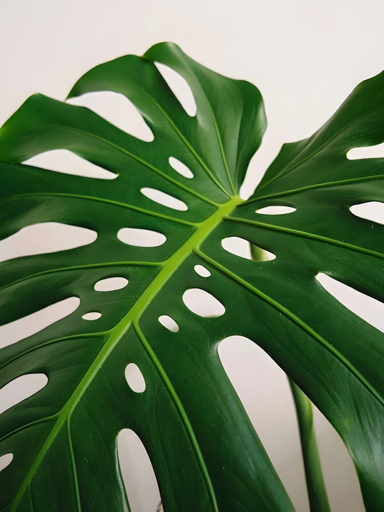 Monstera Leaf Print - Swiss Cheese Plant Botanical Wall