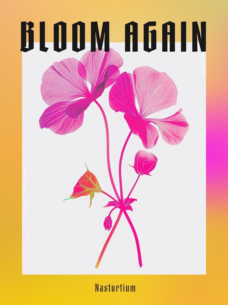 Hot Pink Nasturtium 1 Poster
