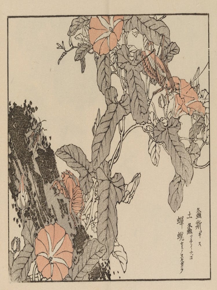 Asian Lily