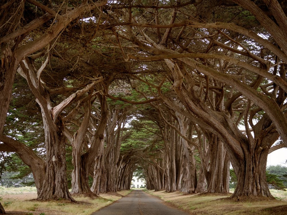 Cypress Tree Tunnel