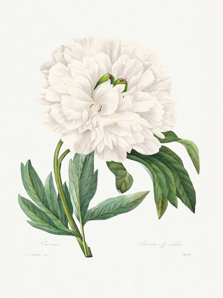 Peony From Choix Des Plus Belles Fleurs, Pierre Joseph Redouté