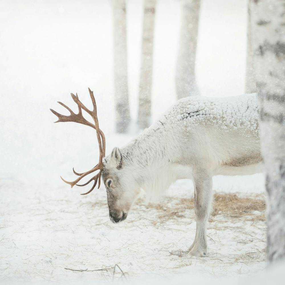 Serene Winter Scene - Square