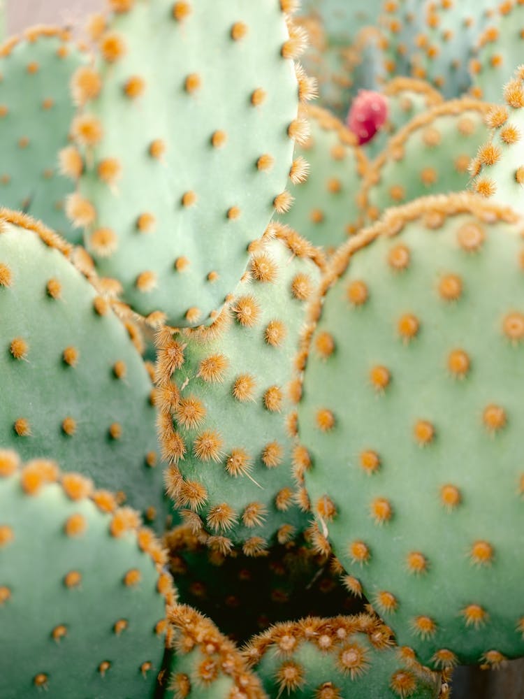 Orange And Green Marrakech Botanical Photography