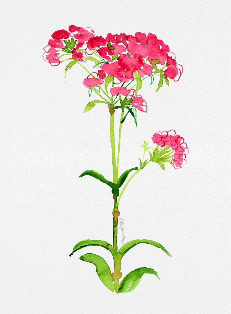 Turkish carnation Watercolor Artwork