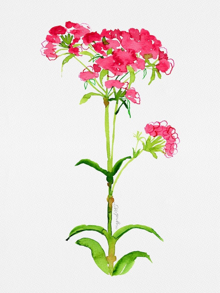 Turkish carnation Watercolor Artwork