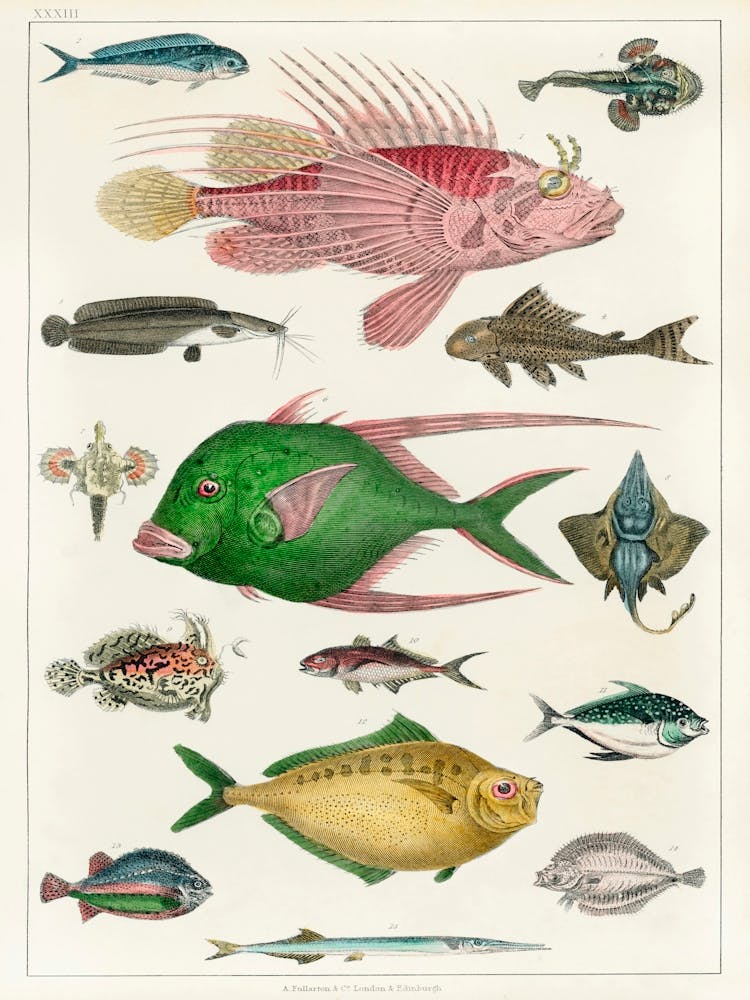 Collection Of Various Fishes, Oliver Goldsmith 1