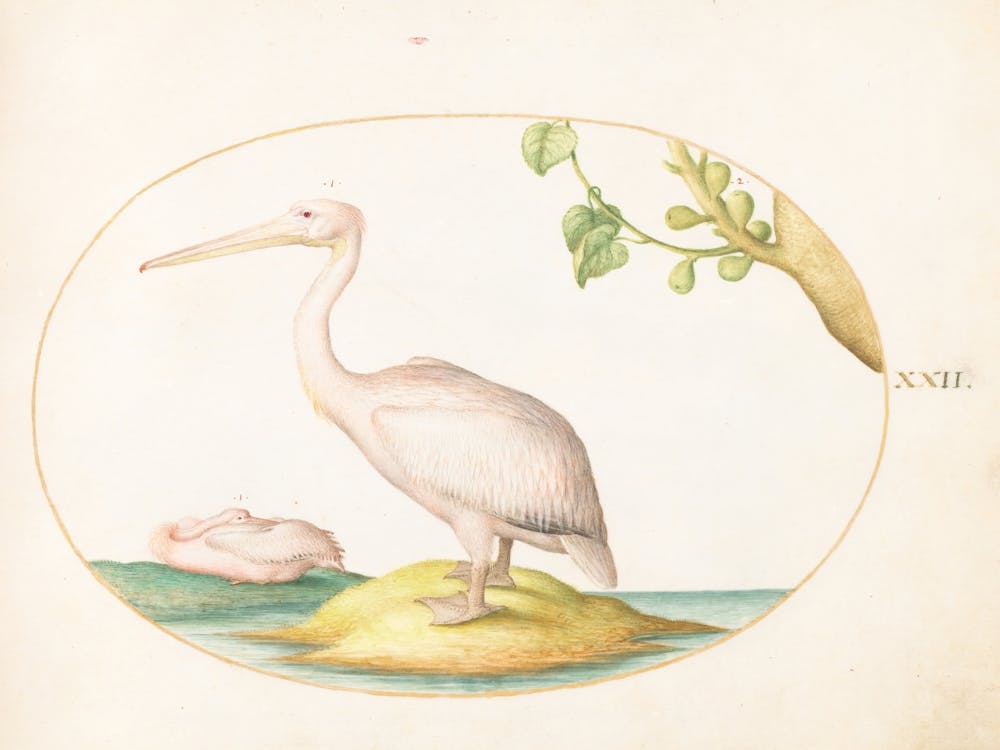 Animalia Volatilia et Amphibia (c. 1575-1580), Joris Hoefnagel