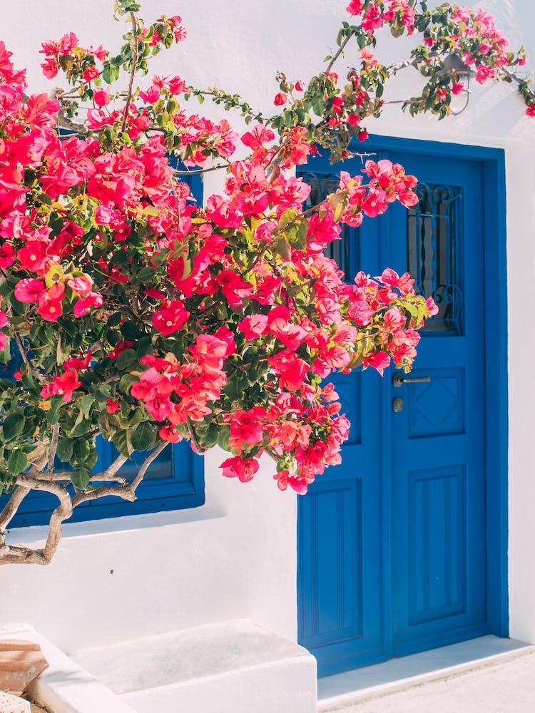 Blue Door And Flowers