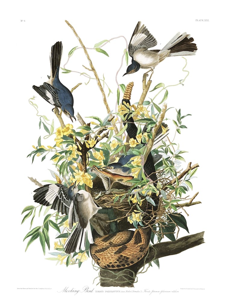 Mockingbird
