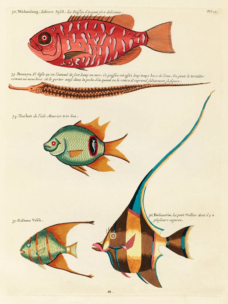Farbenfrohe und surreale Illustrationen von Fischen gefunden in Molukken (Indonesien) und Ostindien, Louis Renard(29)