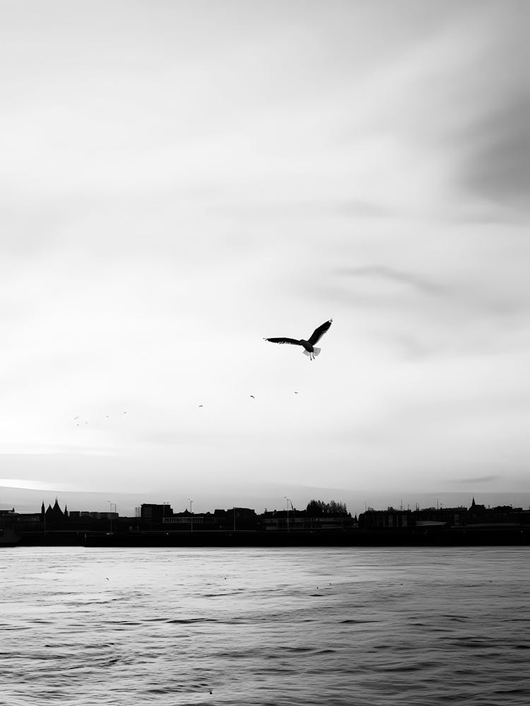 Bird In Flight 1