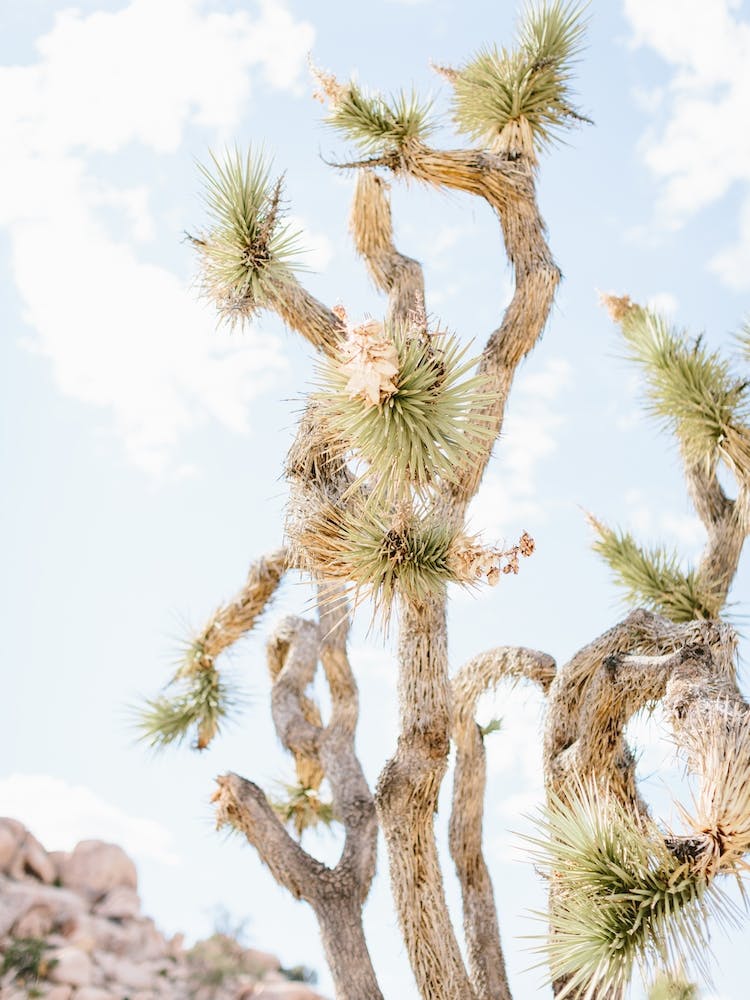 Desert