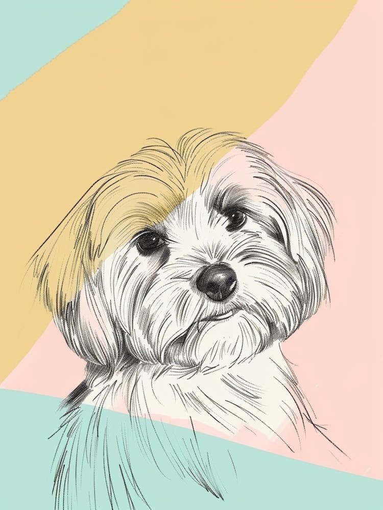 Havanese Dog Pastel Line Painting 3