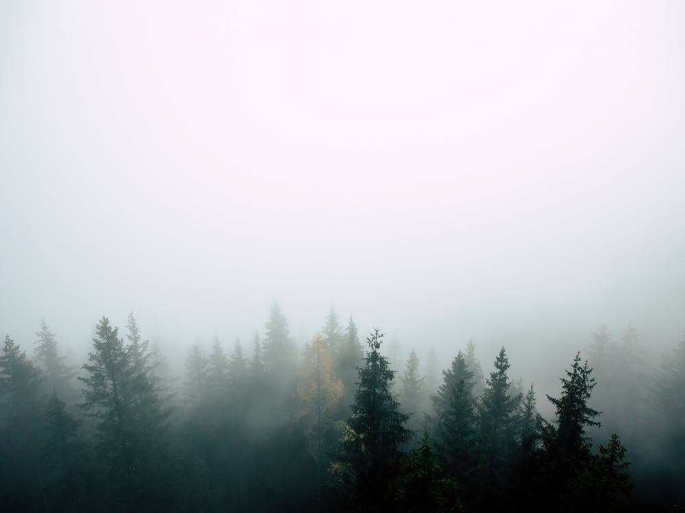 Hazy Fog Covered Woodland