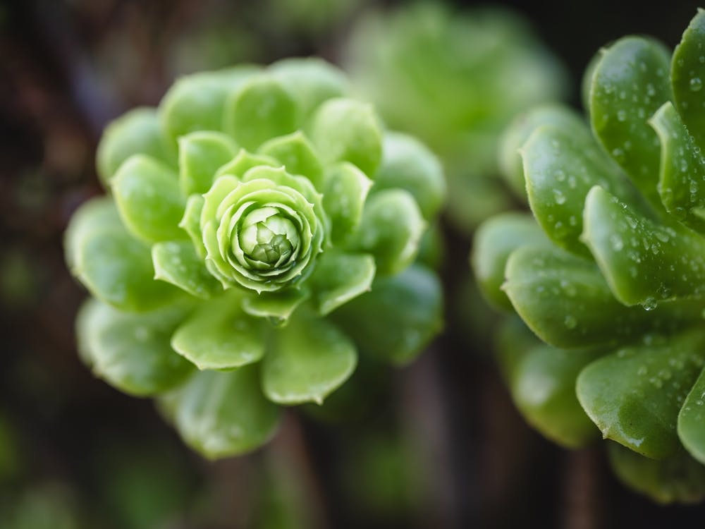 Close Up Of Green Succulents