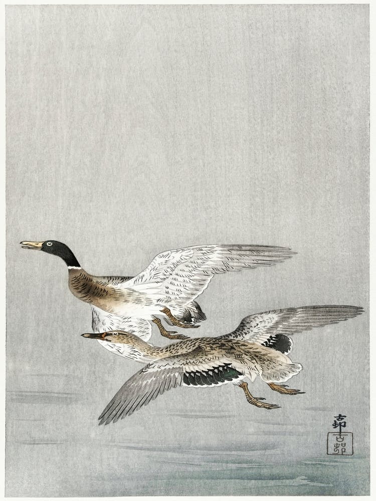 Couple Of Ducks (1900 1936), Ohara Koson