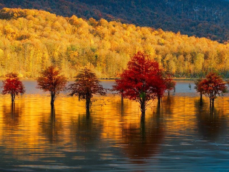 Golden Sunset