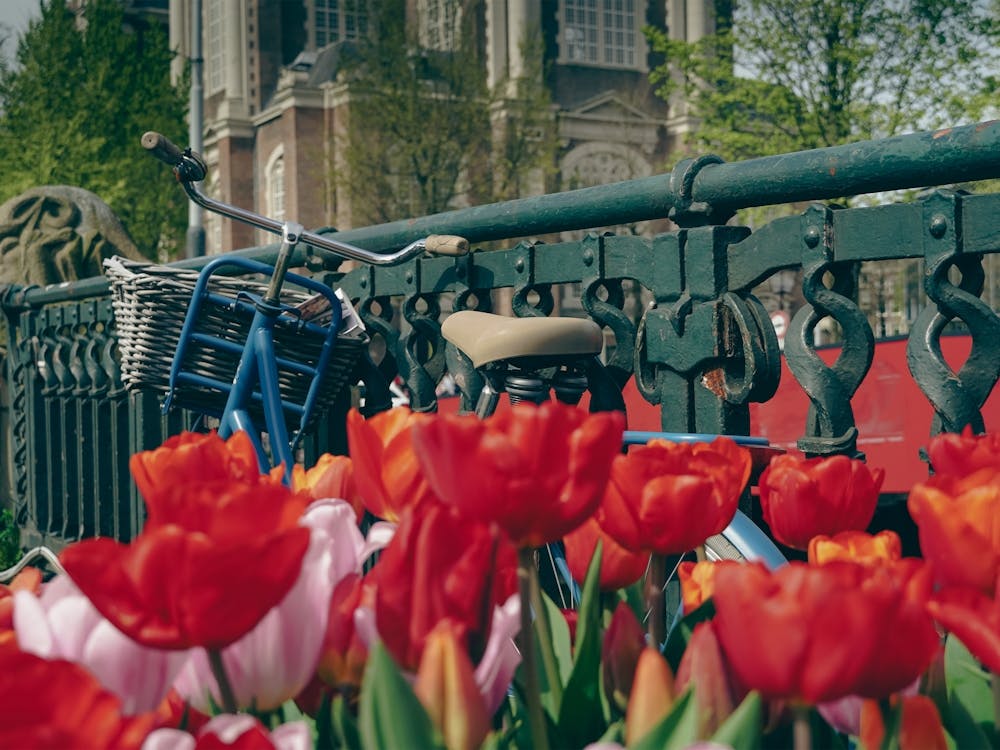 Amsterdam Tulips