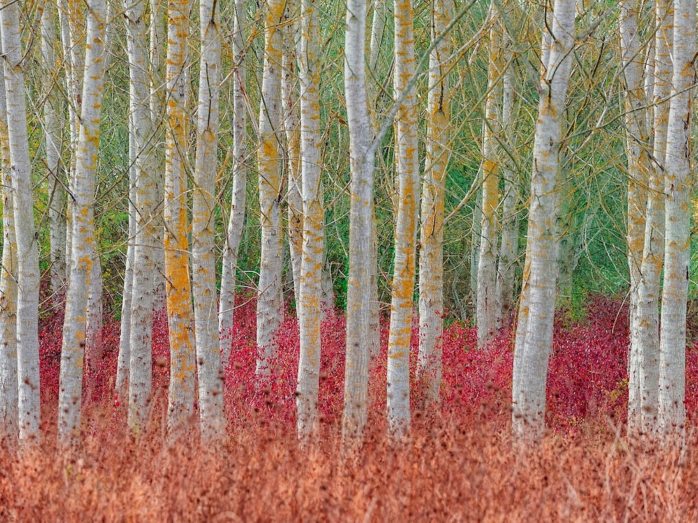 Birch Forest