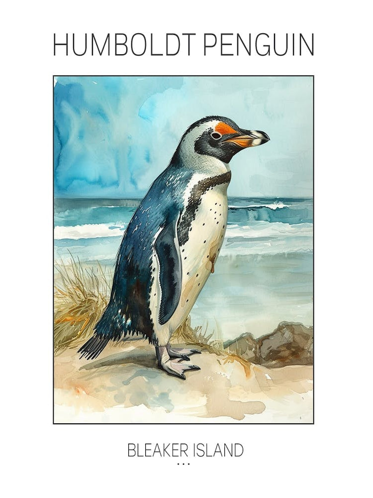 Humboldt Penguin Bleaker Island Watercolour Painting 3 Poster