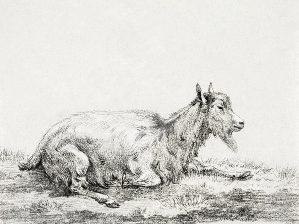 Lying Goat 1, Jean Bernard