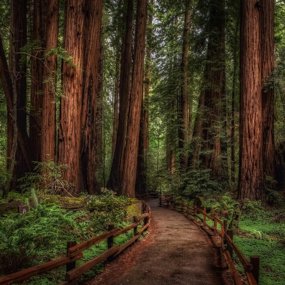 Redwood Forest