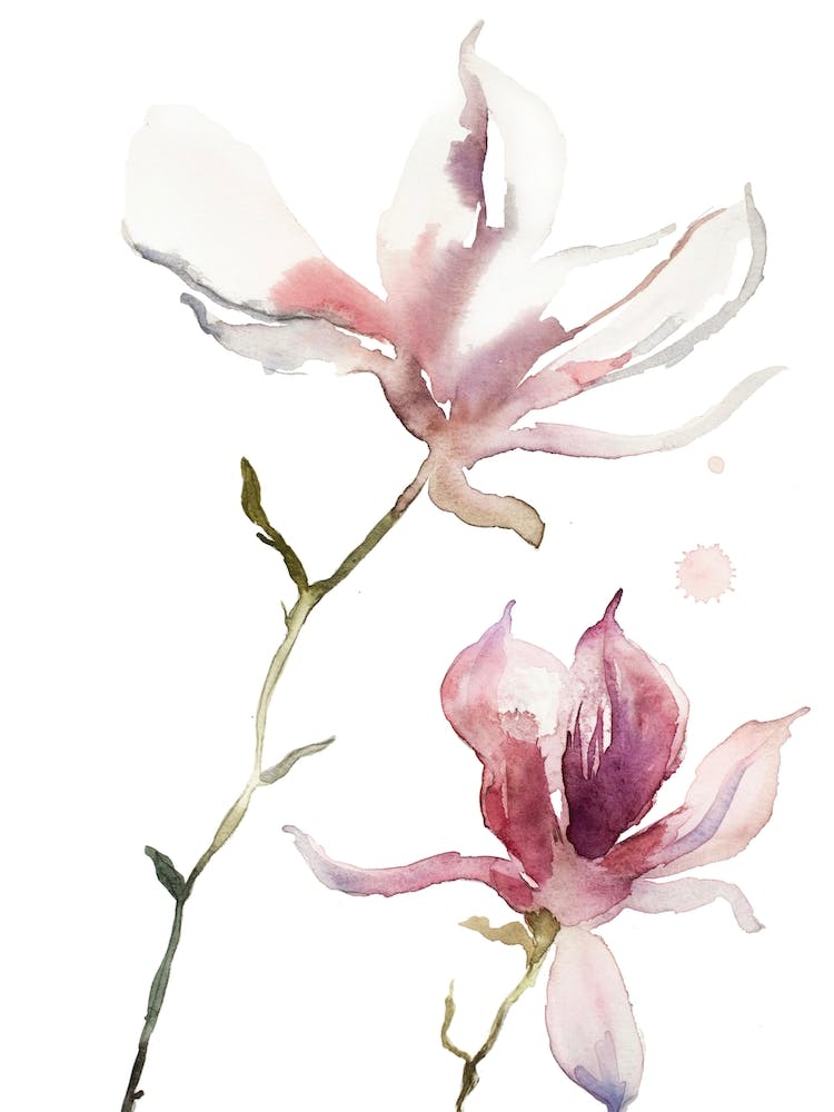 Magnolia 40