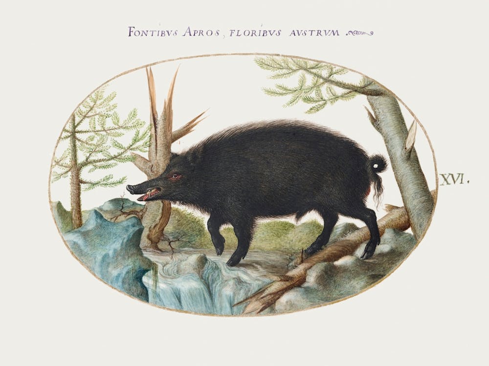 Wild Boar (1575–1580), Joris Hoefnagel