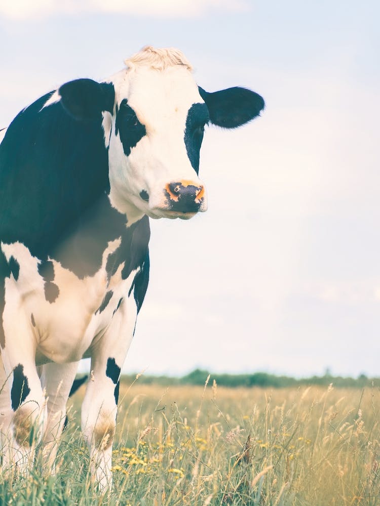 Black Spotted Cow