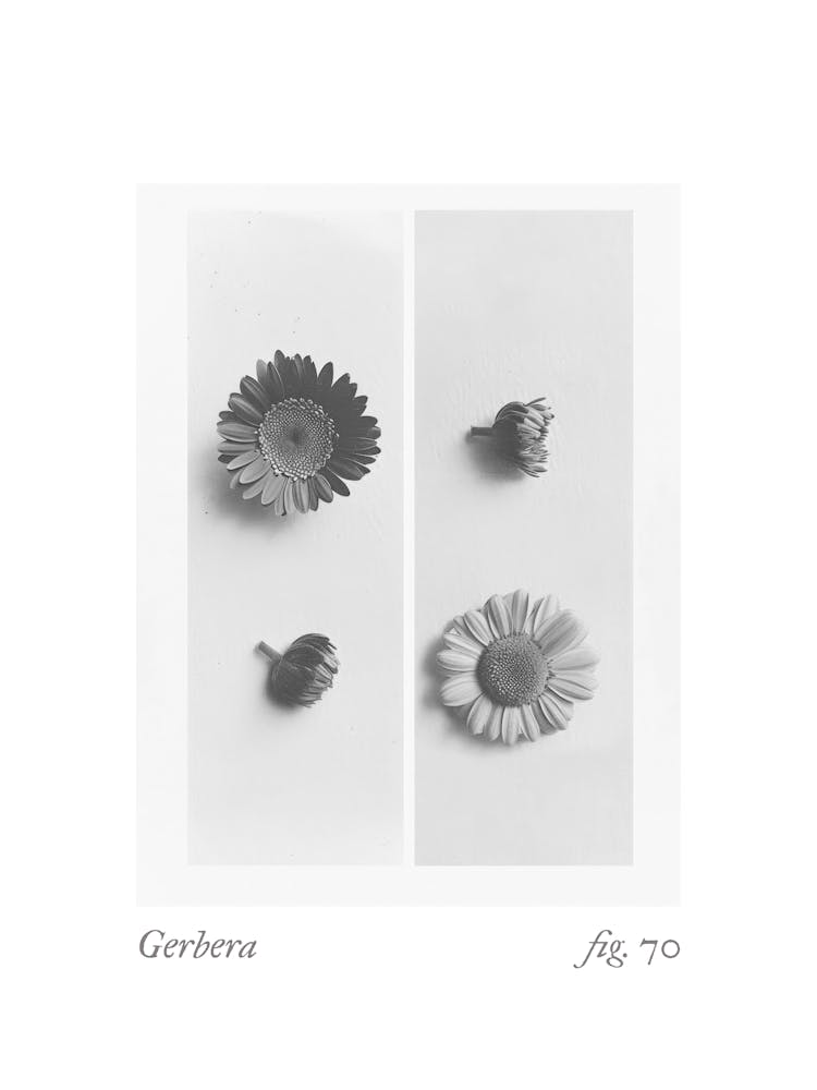 Gerbera Botanical Collage 4
