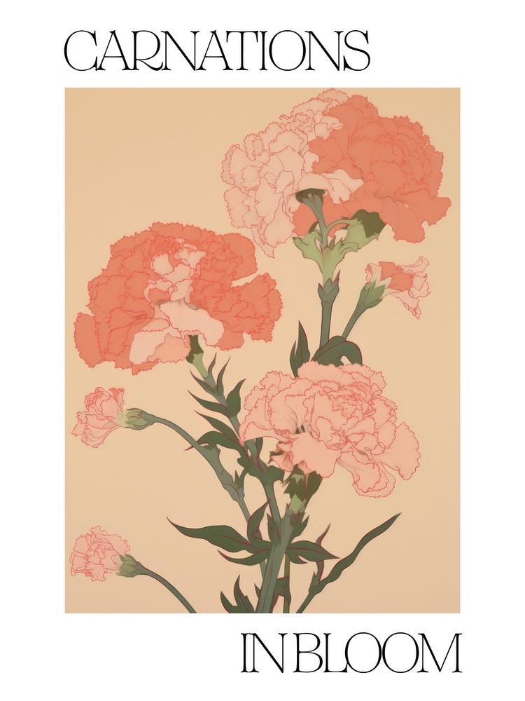 Carnations In Bloom Flowers Bold Illustration 3